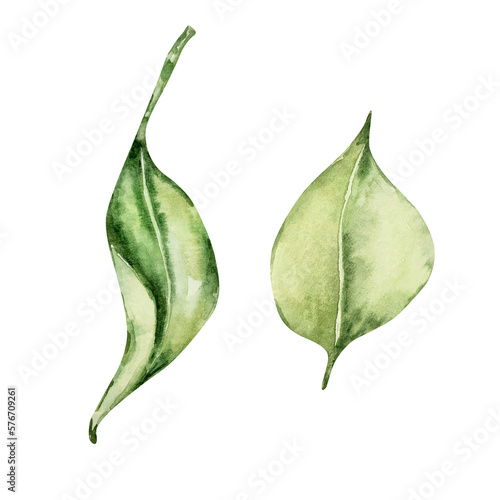 Watercolor set of leaves of juicy yellow mediterranean lemons