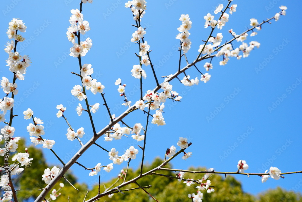 豊後梅の花 豊後梅の花