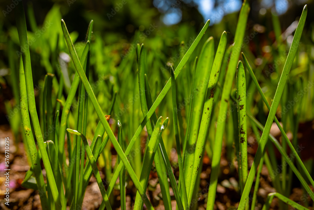 Grasses or crops in focus. Carbon net zero concept Grasses or crops in focus. Carbon net zero concept
