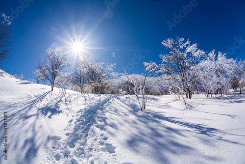 Bild auf Leinwand 霧ケ峰高原の雪原から青空と太陽の光に輝く樹氷
