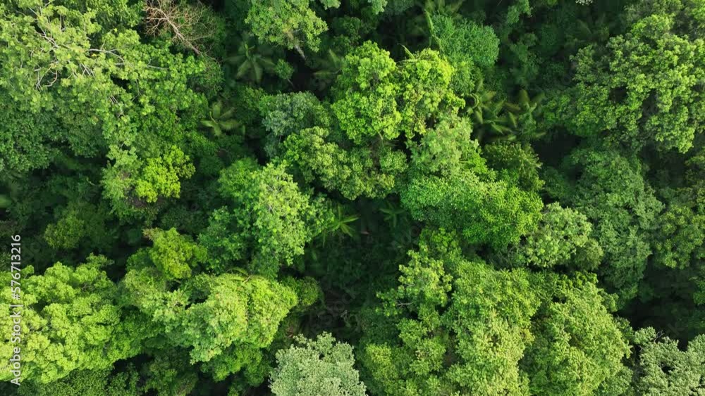 Aerial view of forest with trees on Halmahera island, Indonesia. Aerial view of forest with trees on Halmahera island, Indonesia.