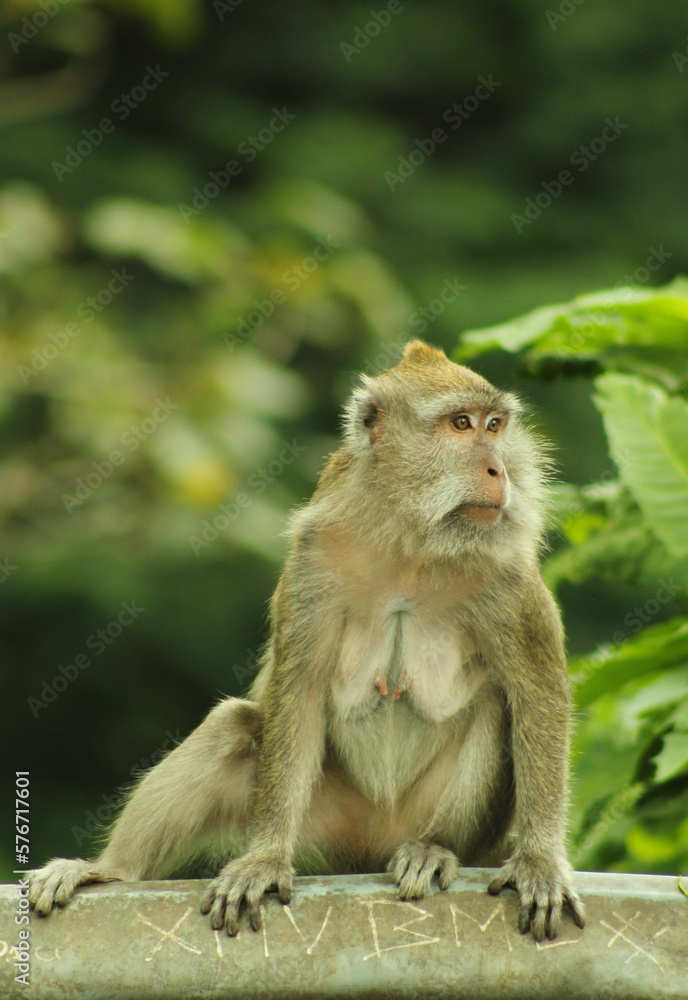 Fototapeta premium These monkeys are native to the Lembang area, in West Java, Indonesia. Wandering along the road, there are quite a few monkeys hanging from the trees.