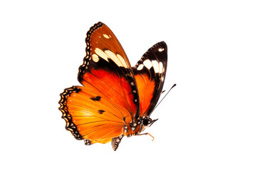 Beautiful butterfly flying isolated on white background. Tawny Coster (Acraea violae) ,Acraea terpsicore, the tawny coster, is a small, Use for graphics or advertising design.