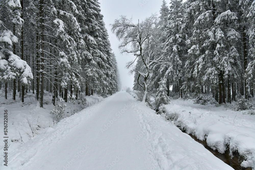 Piste pour la promenade et le ski de fond en pleine forêt de conifères par temps de brouillard près du Centre Nature à Waimes sur le plateau des Hautes Fagnes Piste pour la promenade et le ski de fond en pleine forêt de conifères par temps de brouillard près du Centre Nature à Waimes sur le plateau des Hautes Fagnes