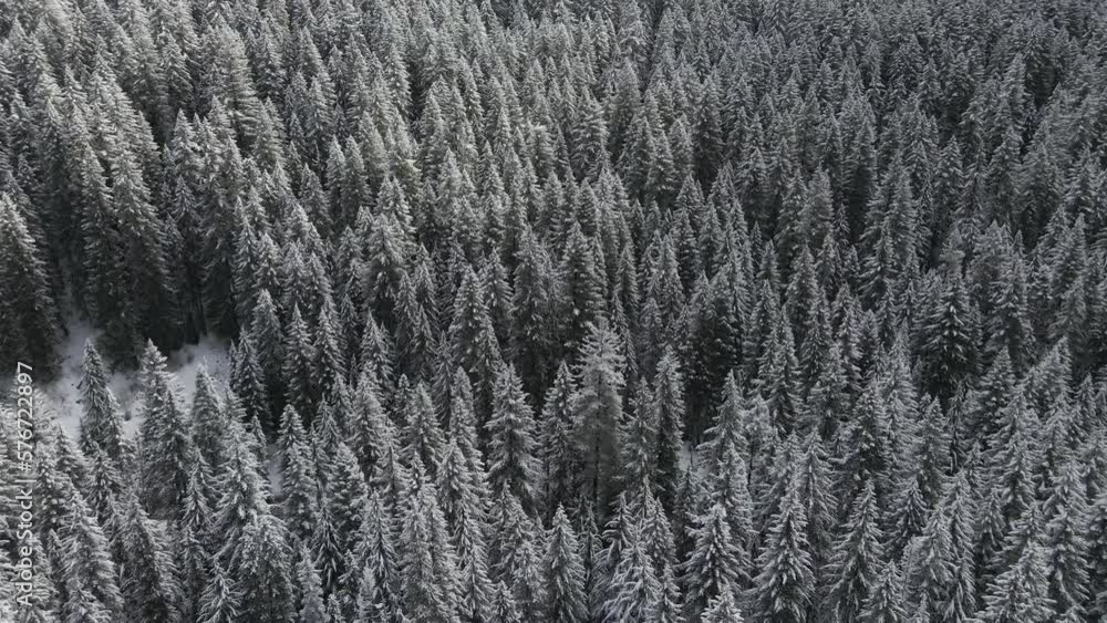 Aerial view of a forest with pine trees in winter, Oregon, United States. Aerial view of a forest with pine trees in winter, Oregon, United States.