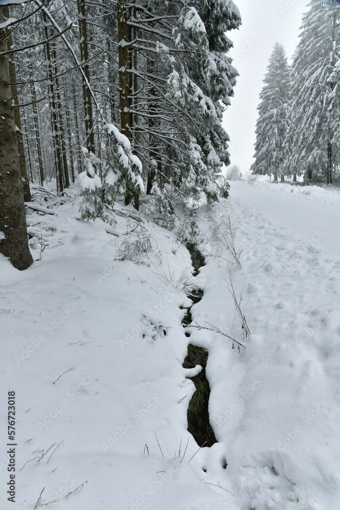 Petit ruisseau en partie prise dans les glaces longeant l'une des pistes de ski de fond en pleine forêt de conifères au plateau des Hautes Fagnes Petit ruisseau en partie prise dans les glaces longeant l'une des pistes de ski de fond en pleine forêt de conifères au plateau des Hautes Fagnes