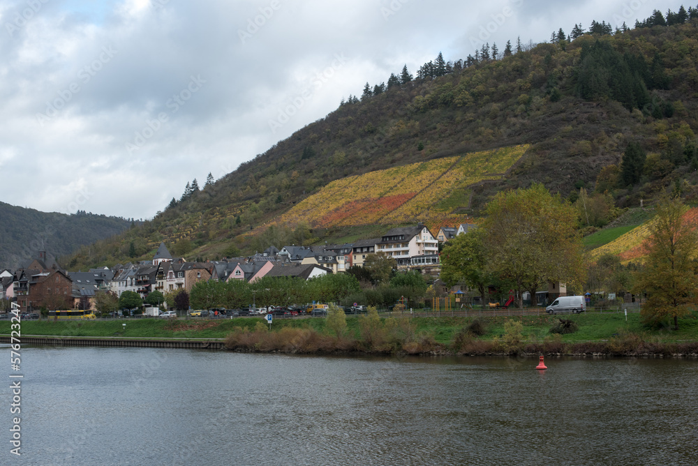 Vineyard and castle in Mosel Valley 