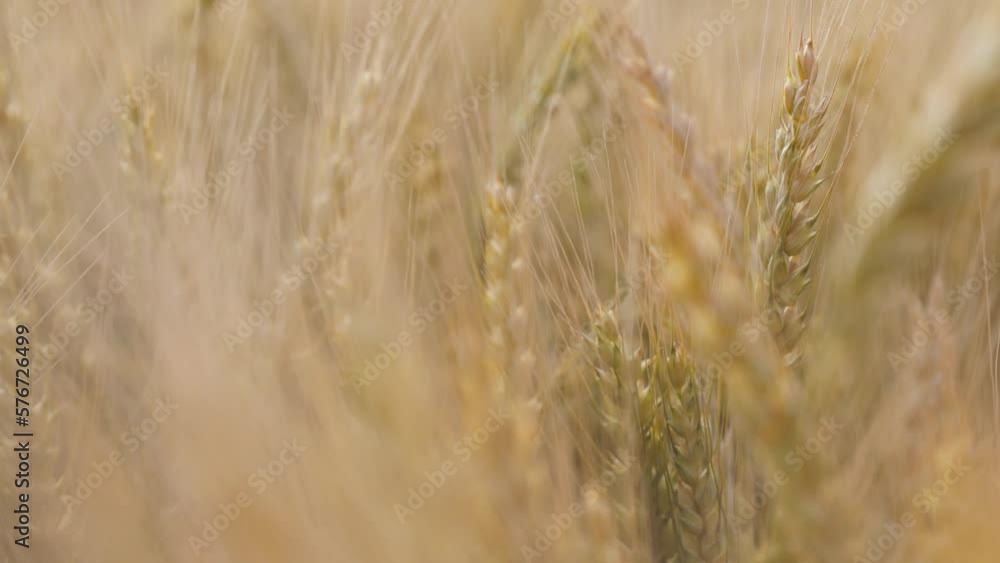 Wheat field, ears of wheat swaying from the gentle wind. Golden ears are slowly swaying in the wind close-up. View of ripening wheat field at summer day. Agriculture harvesting, agribusiness. 120 fps Wheat field, ears of wheat swaying from the gentle wind. Golden ears are slowly swaying in the wind close-up. View of ripening wheat field at summer day. Agriculture harvesting, agribusiness. 120 fps