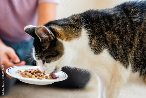 Cute cat eating food from plate photo