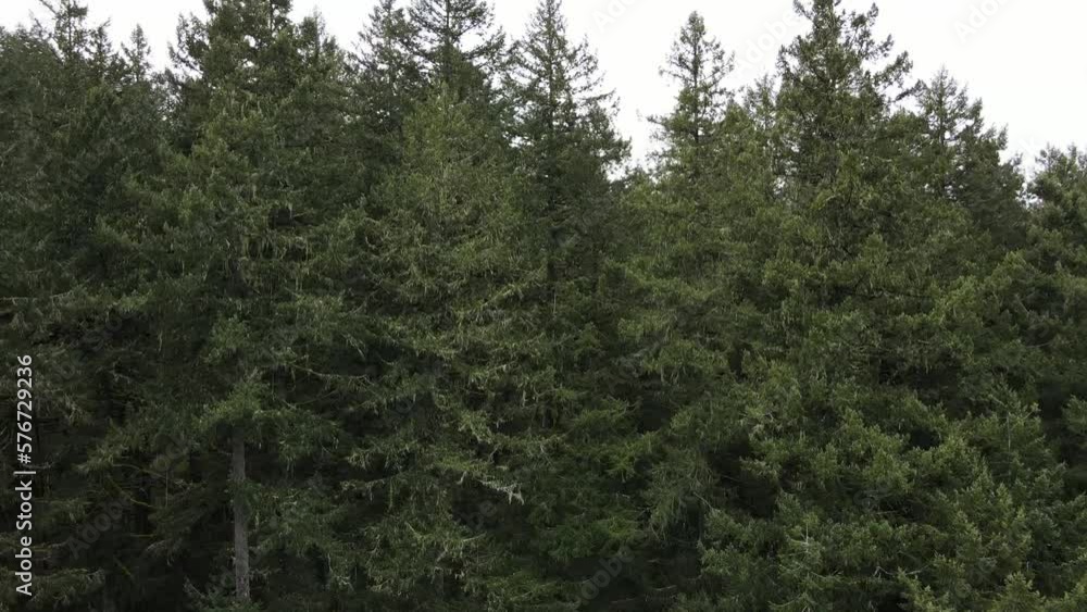Aerial view of pine trees at Silver Falls State Park, Oregon, United States. Aerial view of pine trees at Silver Falls State Park, Oregon, United States.