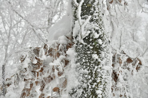 Wallpaper Mural Tronc d'un conifère couvert de glace, givre et neige près du Signal de Botrange au plateau des Hautes Fagnes  Torontodigital.ca