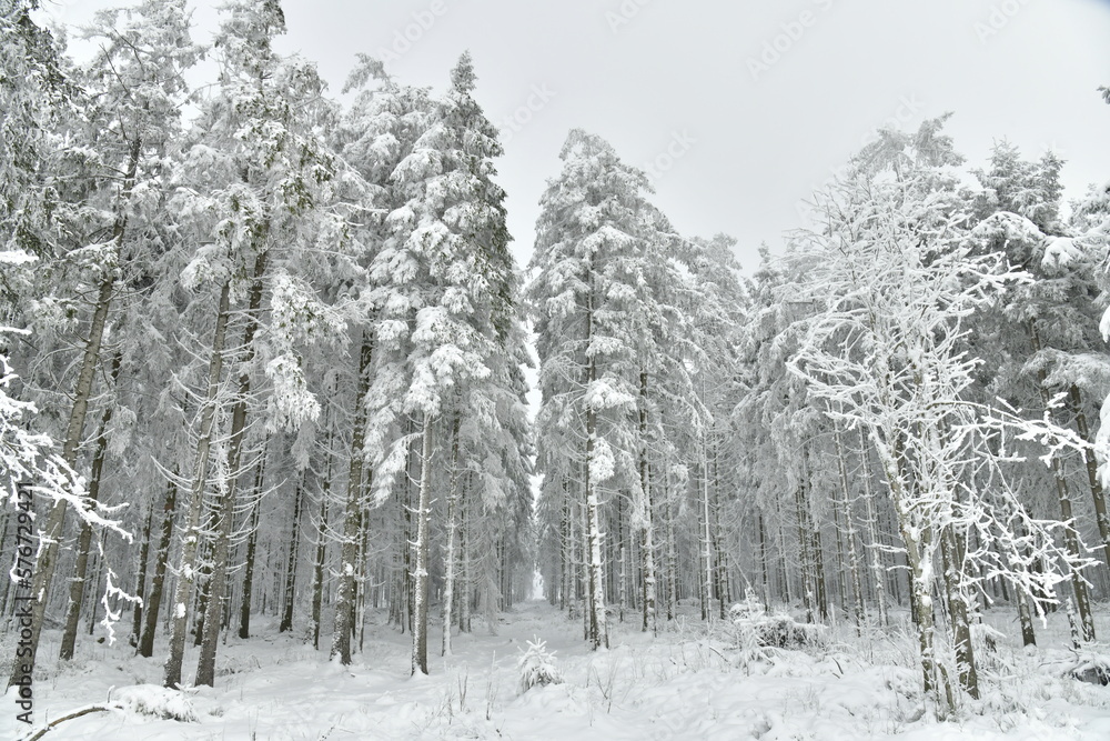 Sapinières parmi les zones de tourbières figées par la neige et le givre au plateau des Hautes Fagnes à Waimes