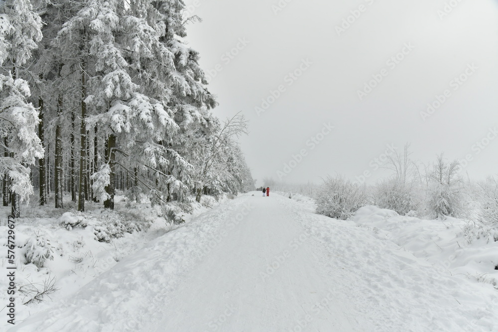 Fototapeta premium Chemin pour la promenade et le ski de fond entre les zones boisées et de tourbières dans la fagne de la Poleur entre le Mont Rigi et le Signal de Botrange sur le plateau des Hautes Fagnes