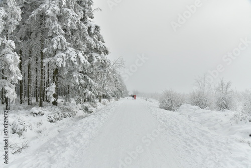 Chemin pour la promenade et le ski de fond entre les zones boisées et de tourbières dans la fagne de la Poleur entre le Mont Rigi et le Signal de Botrange sur le plateau des Hautes Fagnes  © Photocolorsteph