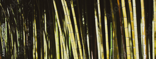 Horizontal banner or header with bamboo forest with high plants and beauty of natural canes - Save the planet concept - Japanese garden design and Zen concept