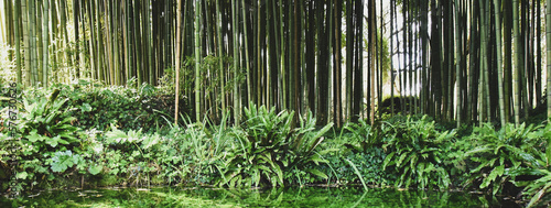Horizontal banner or header with beautiful pond with many aquatic plants against a big bamboo forest - Save the planet and care plants concept - Japanese garden design & Zen concept