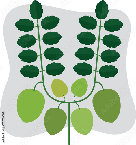 chickpeas plant