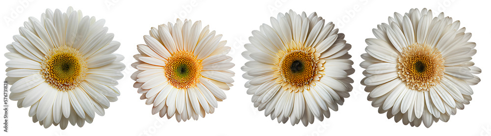 Assorted white gerbera daisy flower heads isolated on transparent PNG background. Created with Generative AI.