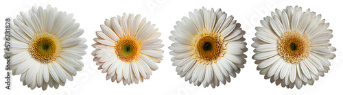 Assorted white gerbera daisy flower heads isolated on transparent PNG background. Created with Generative AI.	 photo