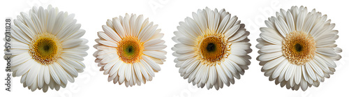 Obraz na płótnie Assorted white gerbera daisy flower heads isolated on transparent PNG background. Created with Generative AI. w salonie