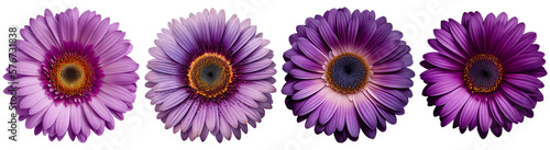 Assorted purple gerbera daisy flower heads isolated on transparent PNG background. Created with Generative AI. 
