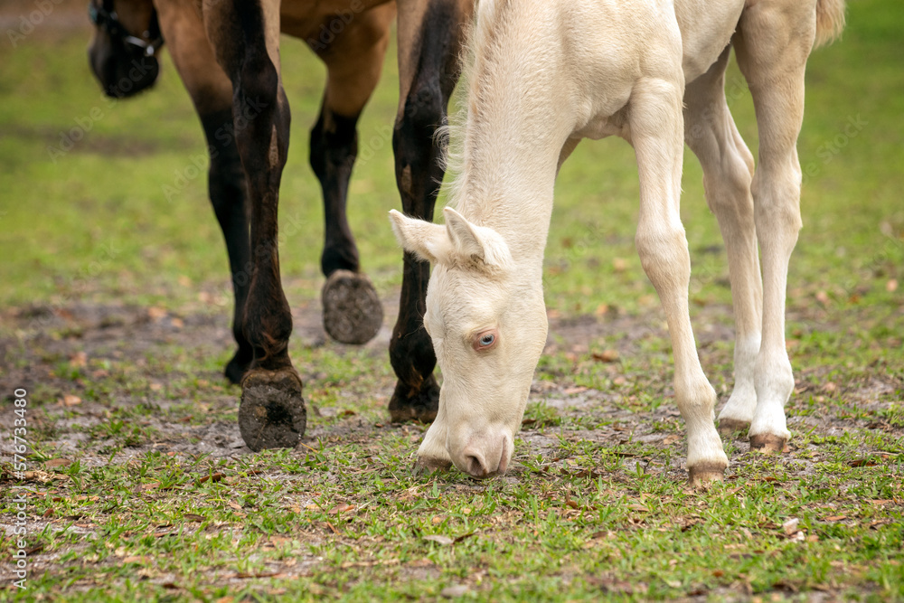Obraz premium Perlino filly grazing