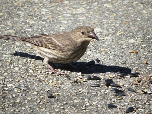 Sparrow eating seeds on concrete feeding area.