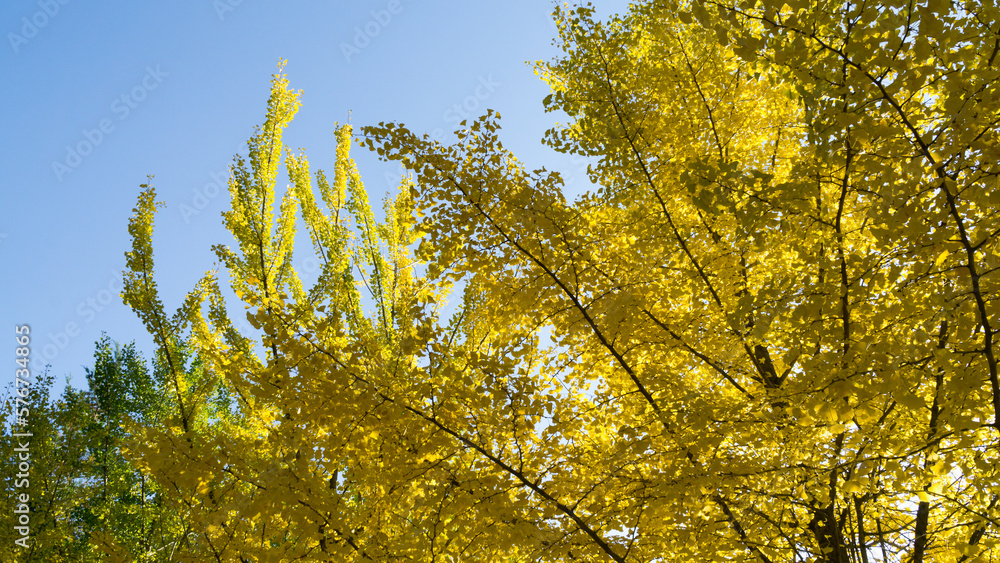 Korean ginkgo trees soaring into the sky Korean ginkgo trees soaring into the sky