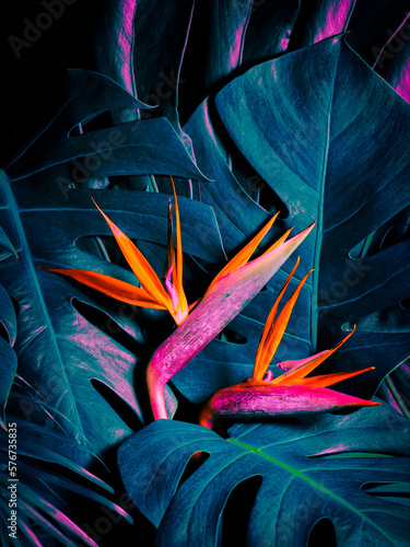Tropical exotic flower, Closeup of Bird of Paradise or strelitzia reginae bouquet blooming on blue leaves background photo