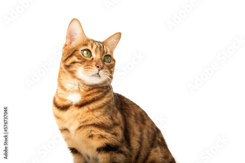 Portrait of a young Bengal cat in front of a white background. © Svetlana Rey
