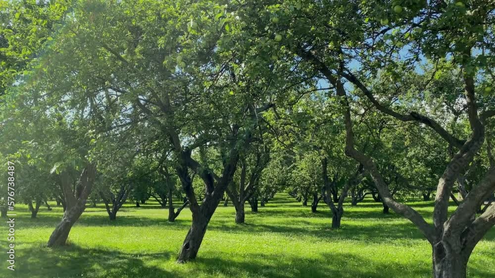 Trees in an apple orchard in summer with the fruit of green apples. Trees in an apple orchard in summer with the fruit of green apples.