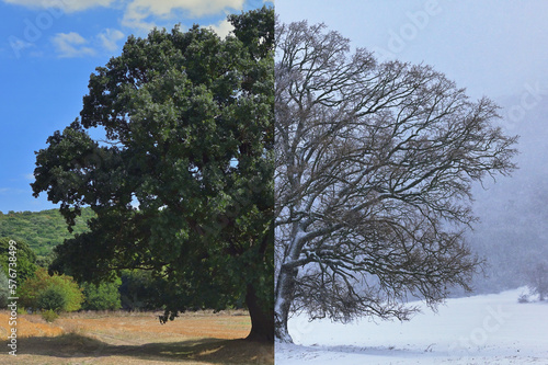 Oak Tree in Dobrogea, Romania in Winter Time