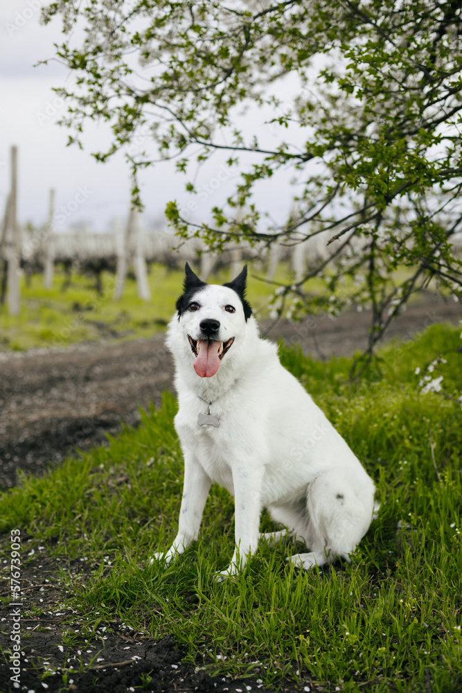 Portrait of a white big dog sits in the garden and smiles on the green grass. Cute pets concept