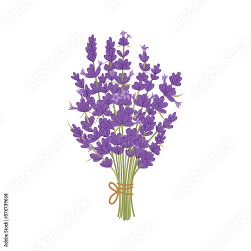 Aromatic lavender culinary herb flower bouquet. Lavandula plant isolated kitchen herb. Vector lavender purple flowers with bracts, flowering plant