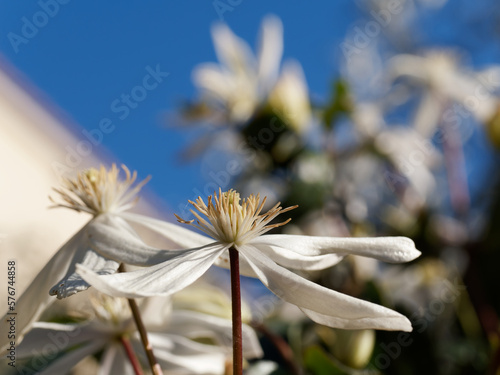 white inflorescence of Clematis armandii climber plant photo