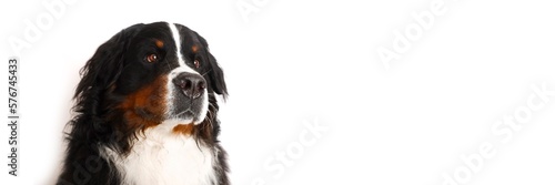 Stock Foto Bernese mountain dog on white background. Studio shot of a dog on an isolated background. Isolate on a white background, ready-made inscription for design and layout. Banner. © Vad-Len