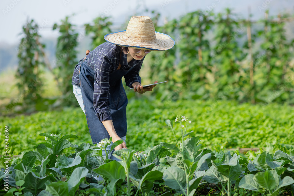 Asian woman farmer using digital tablet in vegetable garden at greenhouse, Business agriculture technology concept, quality smart farmer. Asian woman farmer using digital tablet in vegetable garden at greenhouse, Business agriculture technology concept, quality smart farmer.