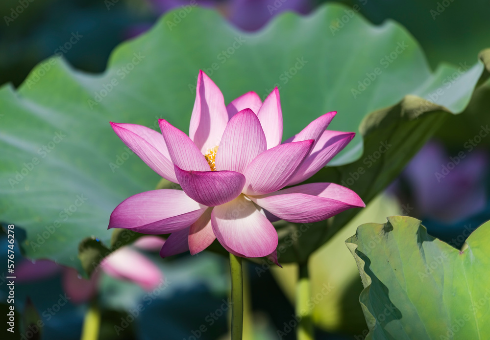 lotus or waterlilly flower in the pond