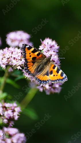 Panted Lady butterfly on flower