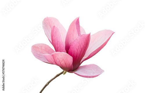 Pink magnolia flowers isolated on white background