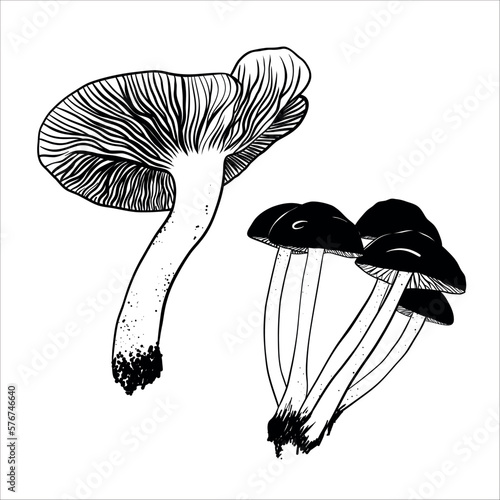 vector illustration linear drawing doodle black and white forest mushroom very colorful and realistic mushrooms