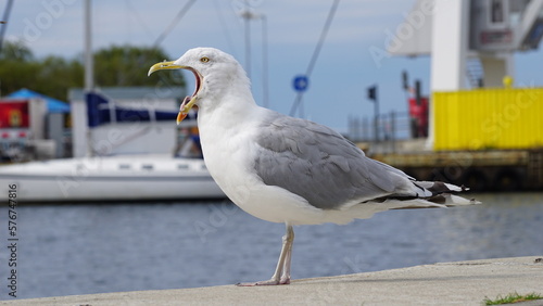 Screaming seagull with yellow beak