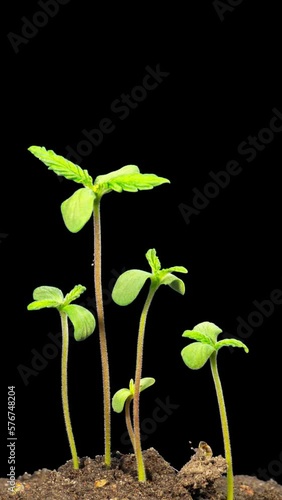 Cannabis sprouts grow quickly, vertical  time-lapse with ALPHA matte