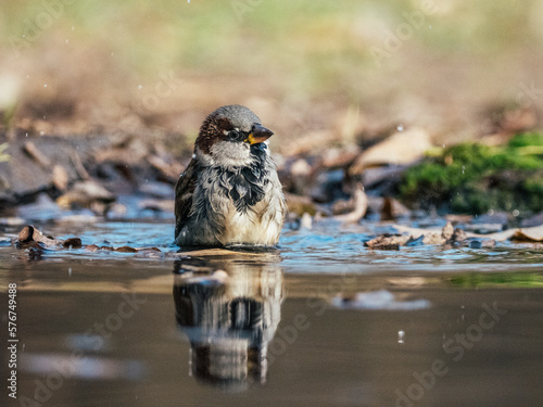 bird in water