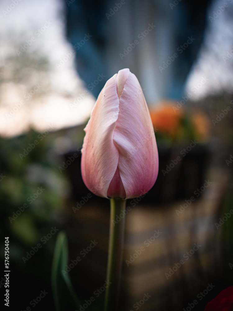 Naklejka premium Wiosenne tulipany