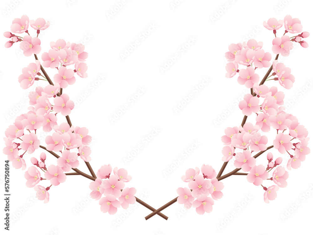Fototapeta premium 交差した桜の枝のイラスト