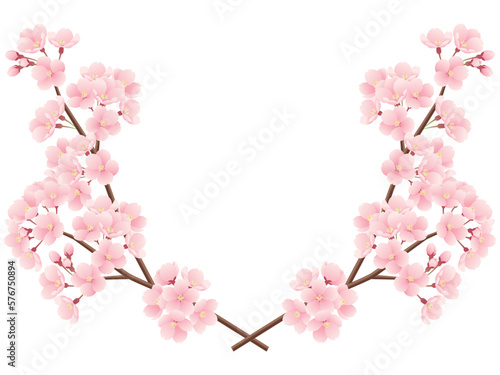 交差した桜の枝のイラスト