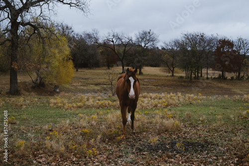 Sorrel gelding horse in rural Texas field outdoors.