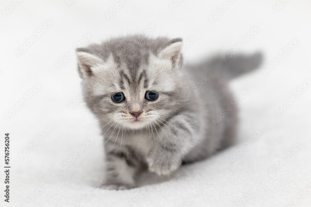 Little Kitten of the British race on a light background