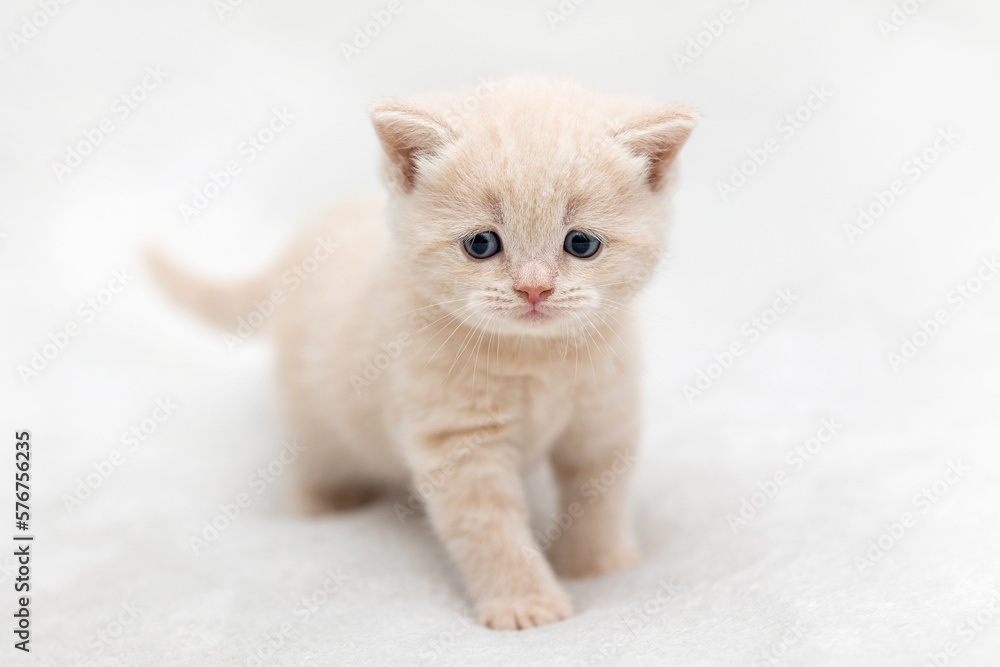Little Kitten of the British race on a light background